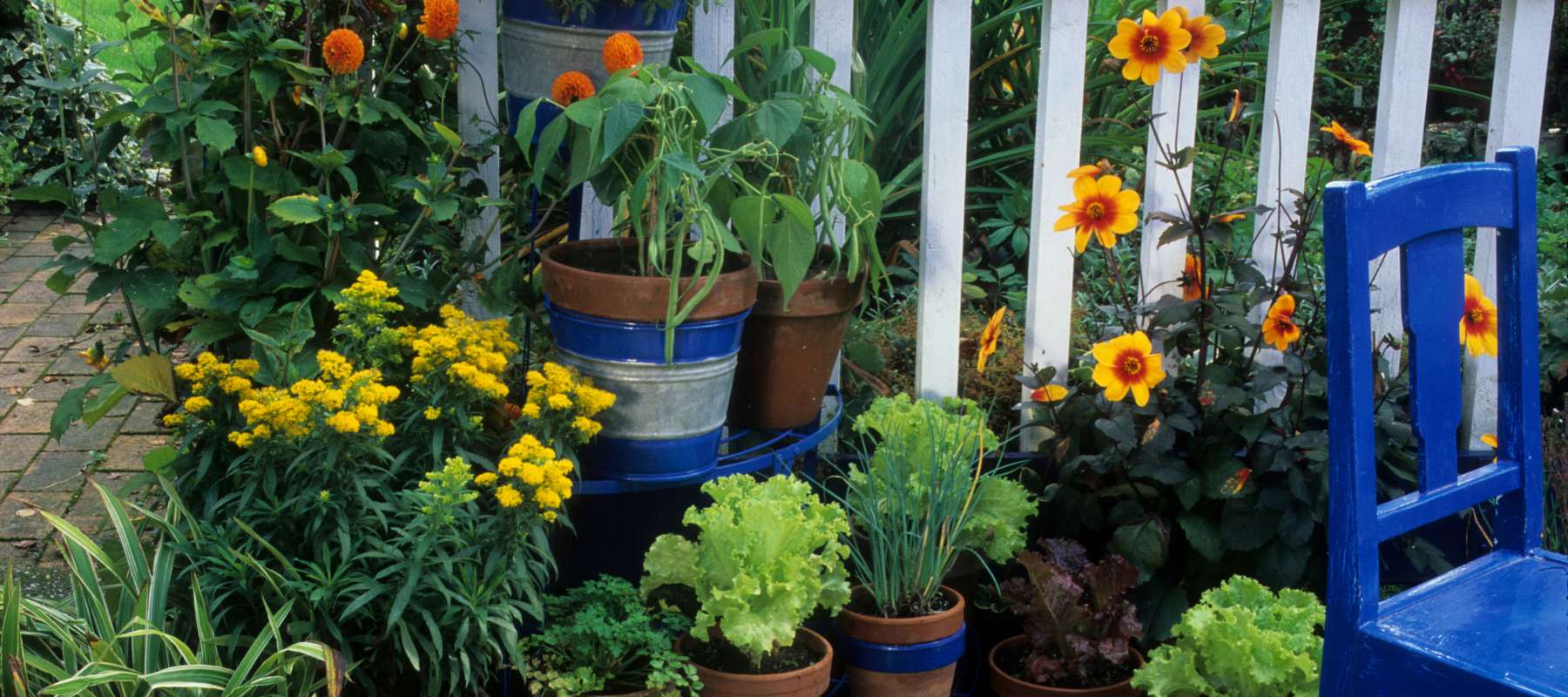 10 Easy Vegetables to Grow on Your Balcony or Patio