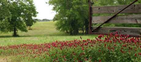 Choosing and Planting Cover Crops