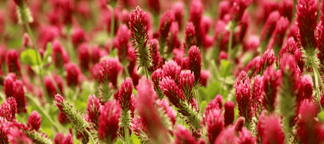 Crimson Clover Fields