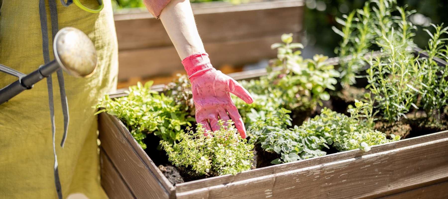 Herb and Kitchen Garden Bundle – Black Friday Sale