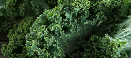 Dwarf Siberian Kale: Your Guide to Growing a Super-Hardy Superfood