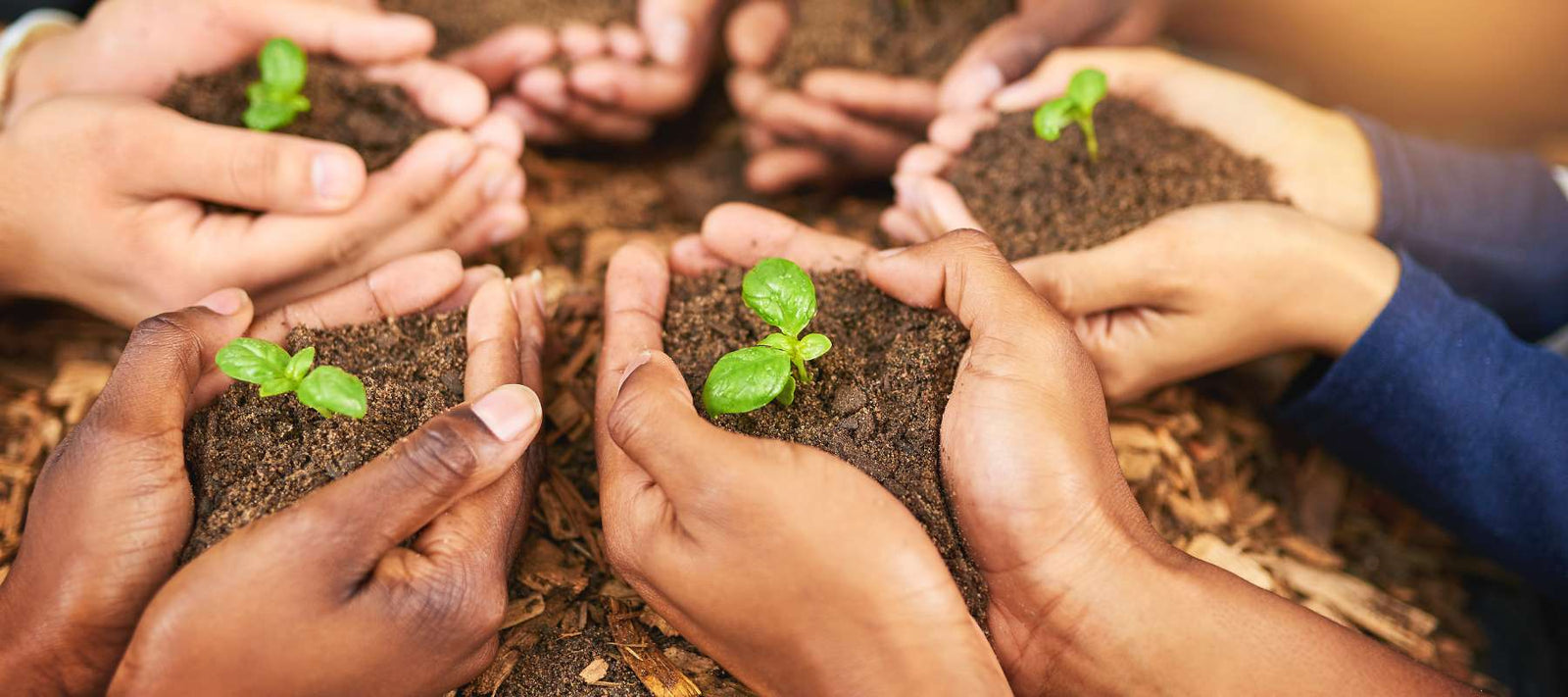 Learn More About Seed Starting With the Homestead Education Podcast