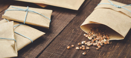How to Harvest and Save Seeds