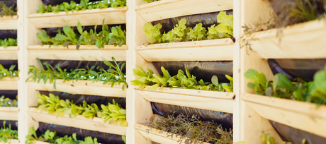 Indoor Food Gardening: A Winning Survival Strategy