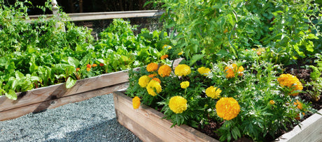 July Planting Guide: What to Plant Now for Fall Harvest