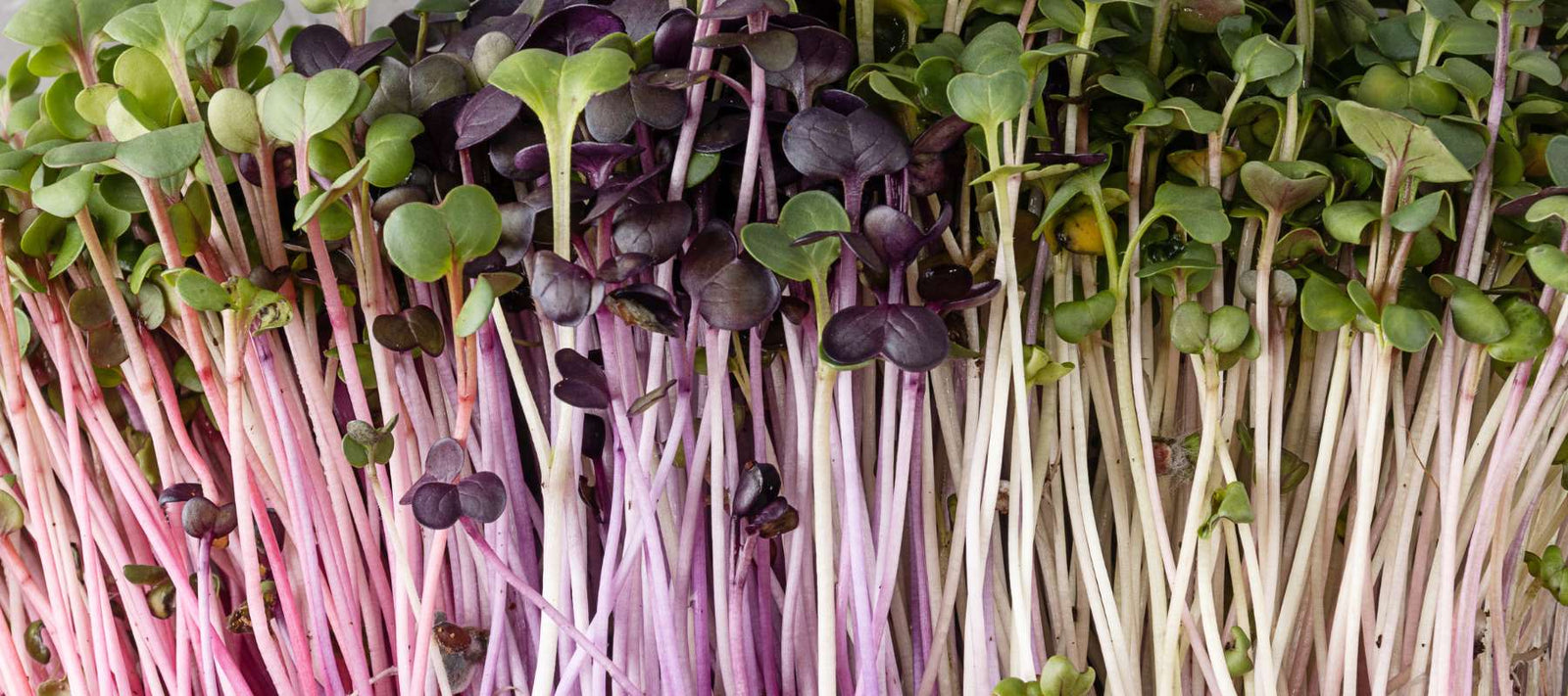 Microgreens: A Fast & Easy Survival Food