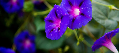 Morning Glory Flower Growing Guide: Cultivating Beauty from Seed