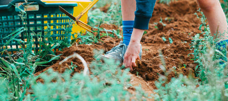 A Beginner’s Look at No-Till Gardening