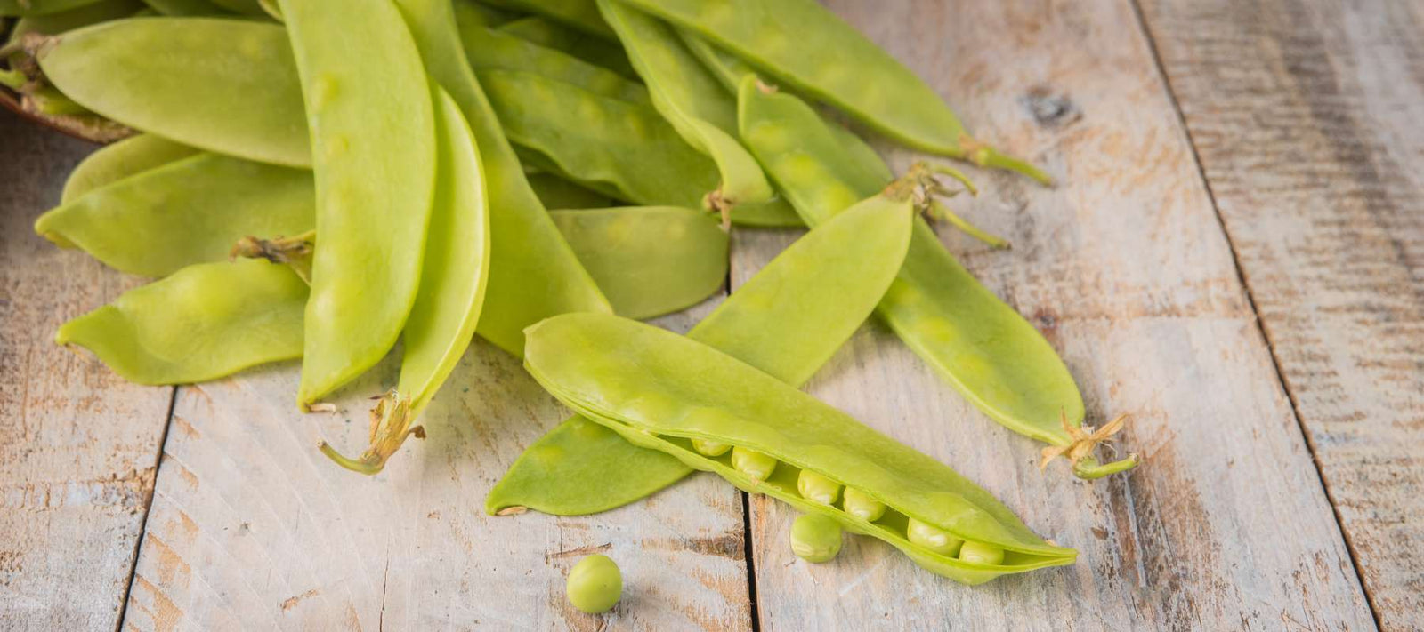 Growing Sweet Success: Your Guide to Oregon Sugar Pod II Peas for Spring & Fall