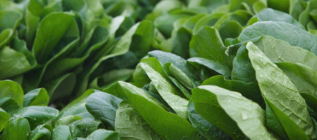 Frugal, Flavorful, & Sustainable: The Benefits of Growing Heirloom Spinach at Home