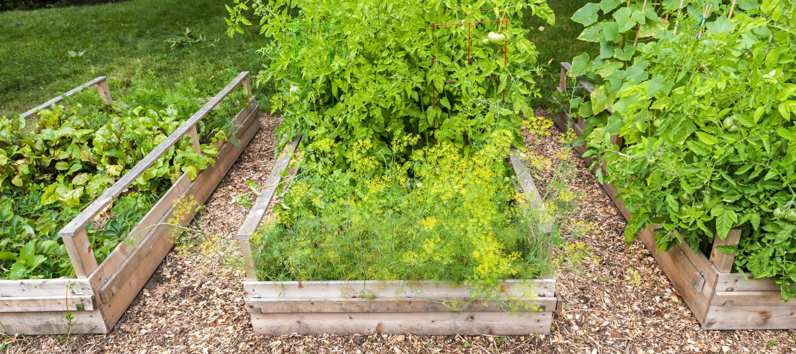 Survival Gardening 101 - Planning and Planting a Garden