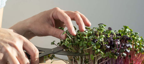 Survival Gardening: When the Going Gets Tough, the Tough Get Growing