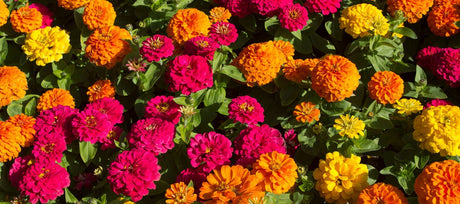 Attract Butterflies and Beauty: Why You Need Zinnias in Your Garden