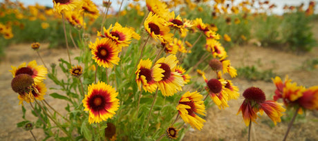 Grow a Burst of Color: Heirloom Blanketflower Growing Instructions & Care