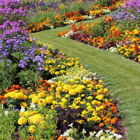 Flower Garden Seed Collections