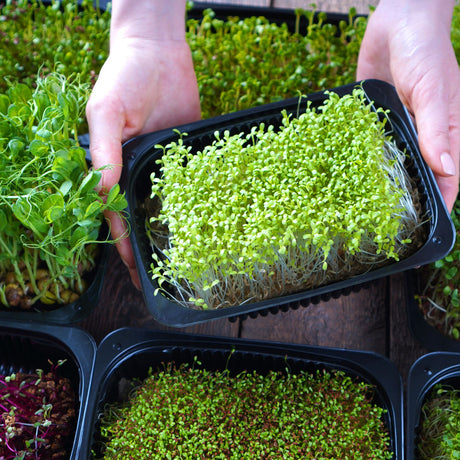Microgreens Seed Assortments