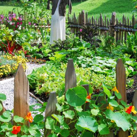 Complete Survival Garden Seed Collections