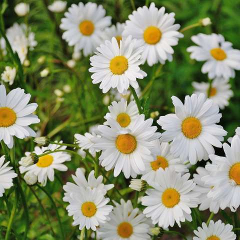 Seed Collection - Daisy Seeds – SurvivalGardenSeeds