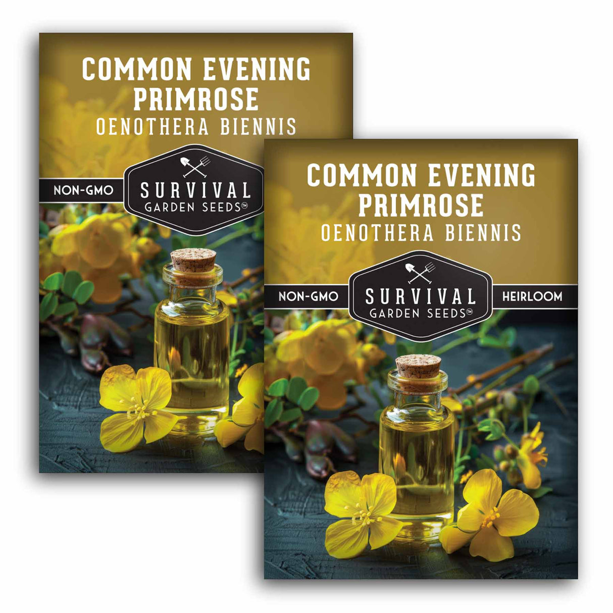 Common Evening Primrose Seeds – Native Wildflower, Edible & Medicinal Biennial for Pollinators