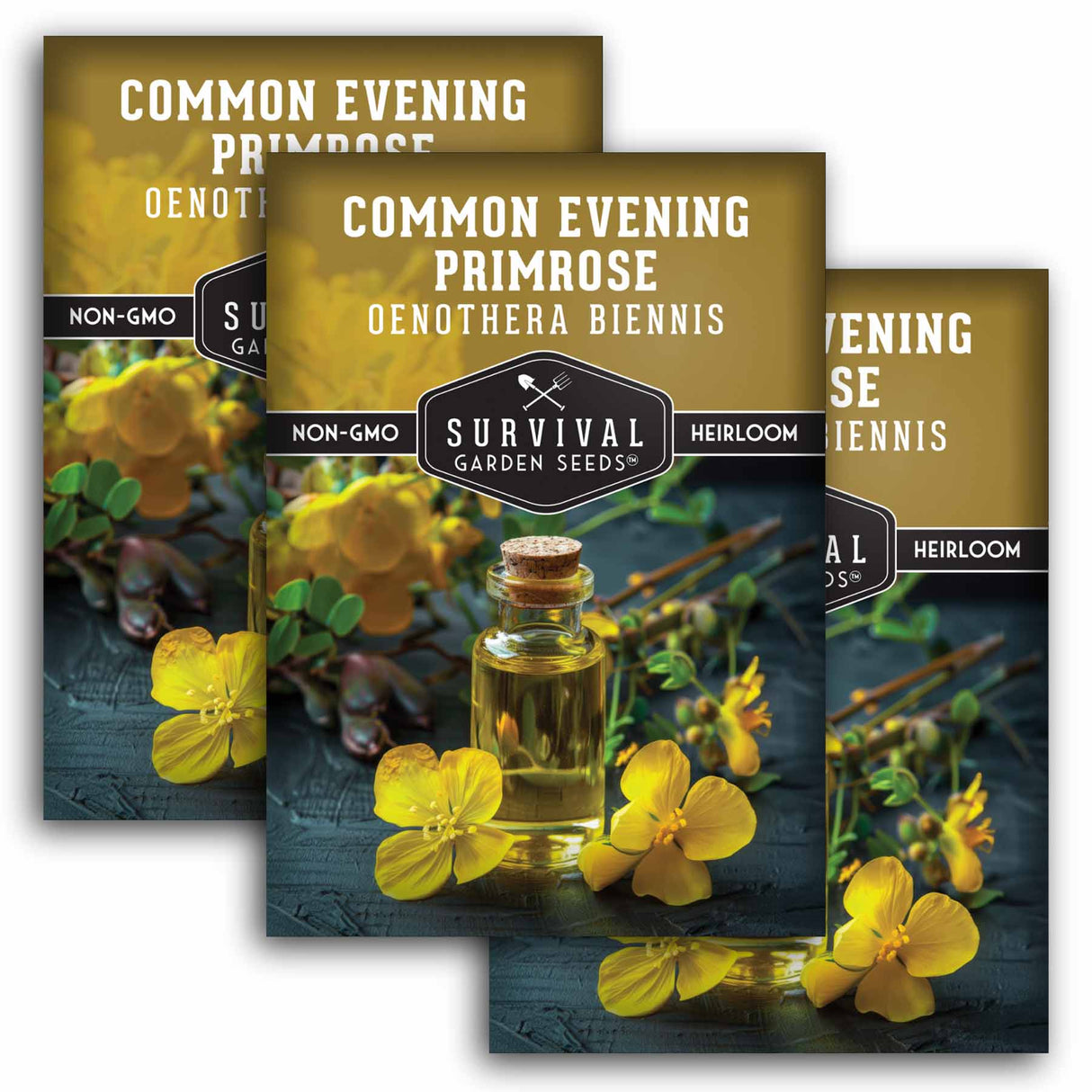 Common Evening Primrose Seeds – Native Wildflower, Edible & Medicinal Biennial for Pollinators