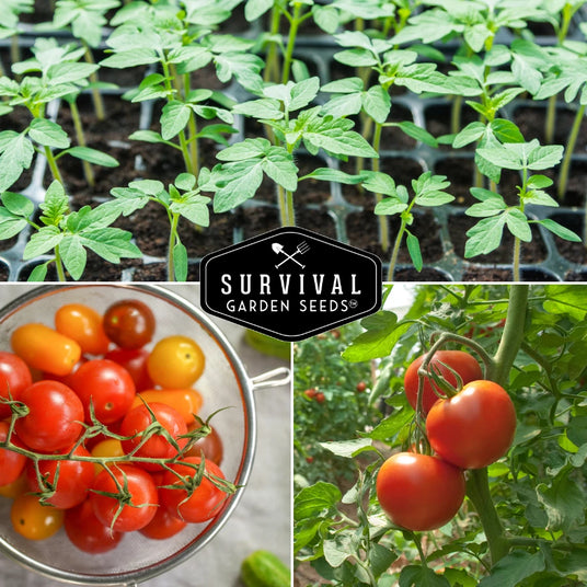 tomato seedlings and ripe tomatoes