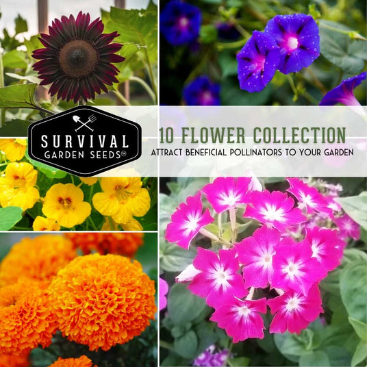 10 Flower Seed Collection - attract beneficial pollinators to your garden