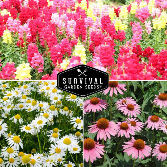 Snapdragons, chamomile and echinacea flowers