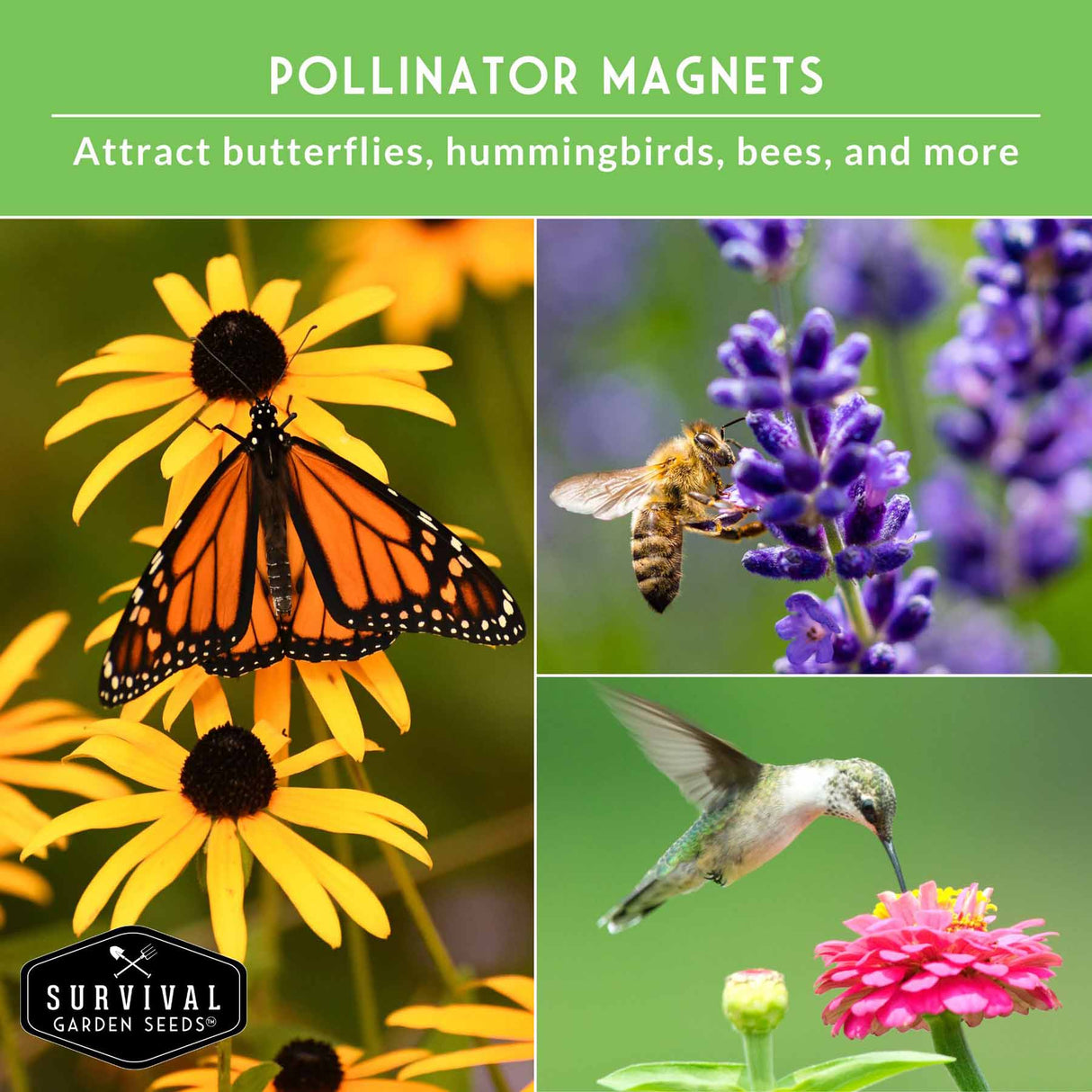 Advertisement for pollinator magnets with butterflies, bees, and hummingbirds on flowers.
