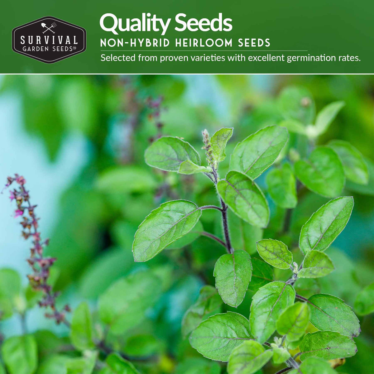 Seed packet graphic for Survival Garden Seeds non-hybrid heirloom seeds, featuring a green header with white text and a photo of leafy green herb plants in a garden setting.