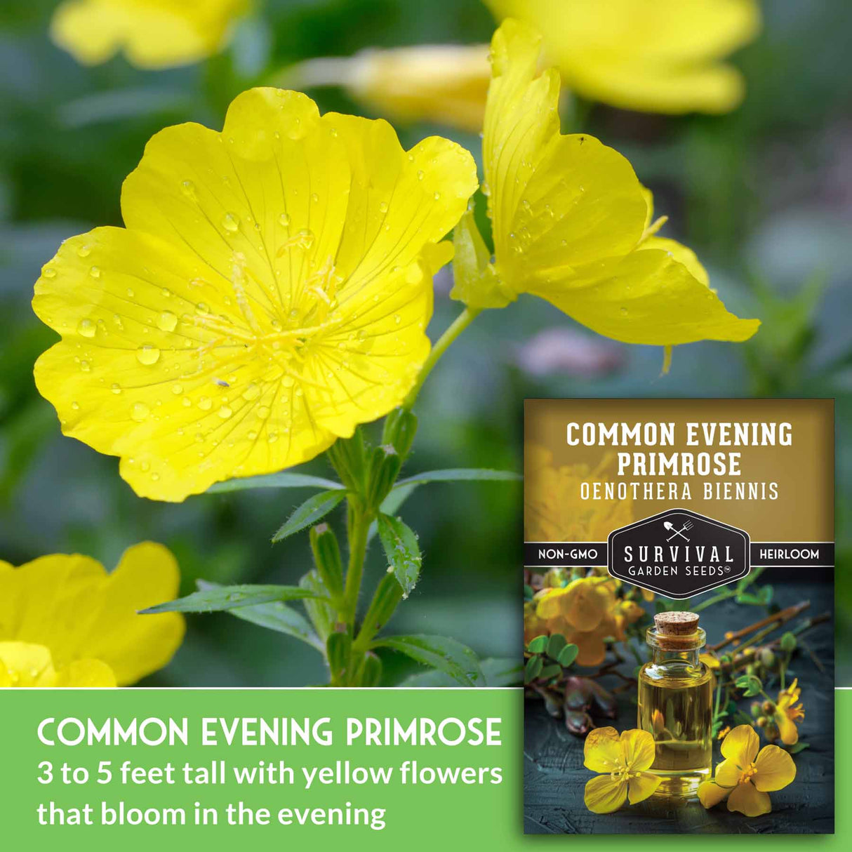 Common Evening Primrose Seeds – Native Wildflower, Edible & Medicinal Biennial for Pollinators