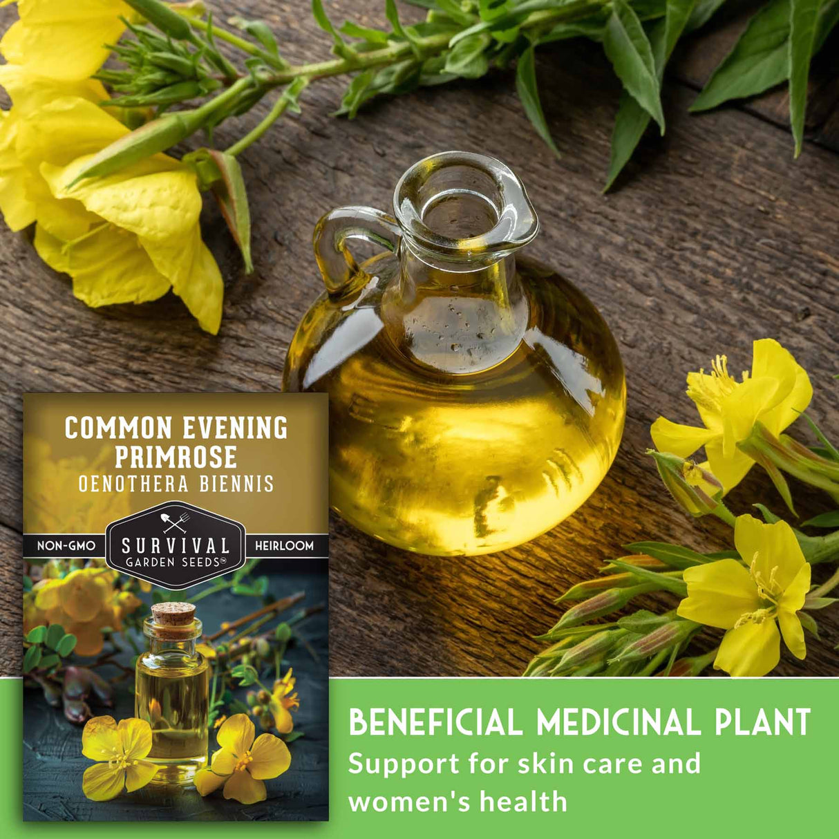 Common Evening Primrose Seeds – Native Wildflower, Edible & Medicinal Biennial for Pollinators