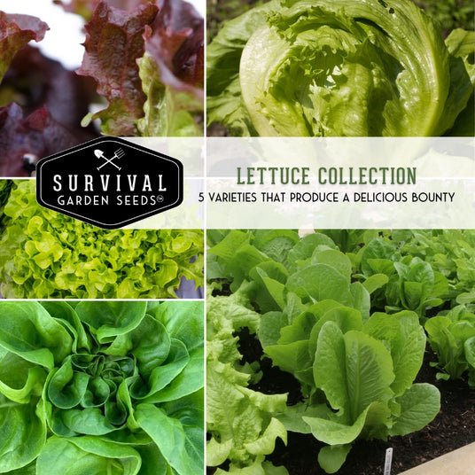 Lettuce Seed Collection - 5 Varieties that produce a delicious bounty