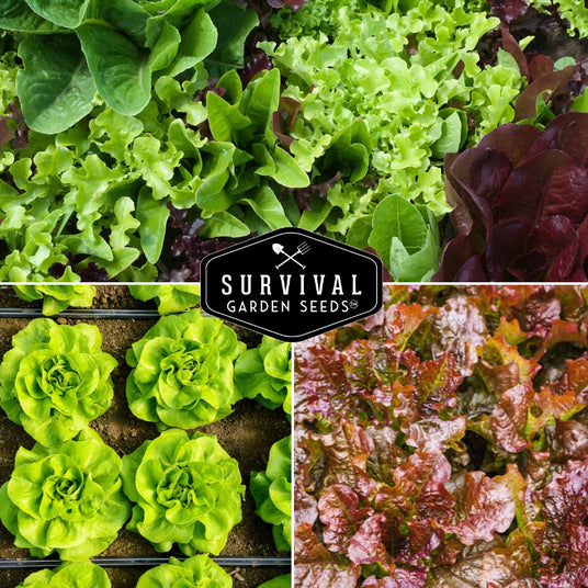 Different types of lettuce