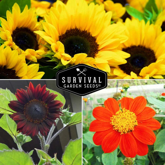 Yellow, orange and red sunflowers