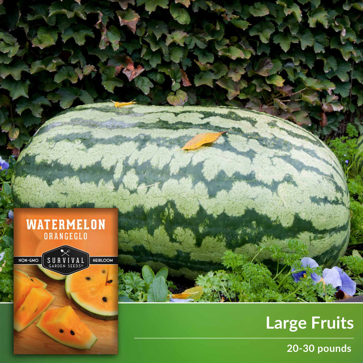 Large fruits