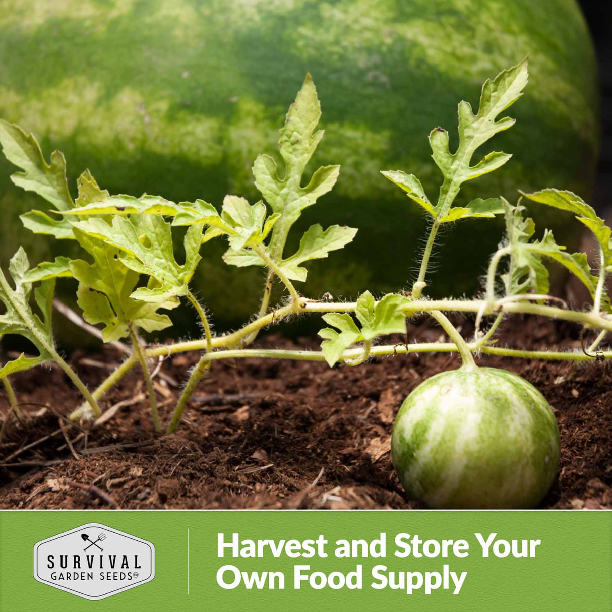 Harvest and store your own food supply