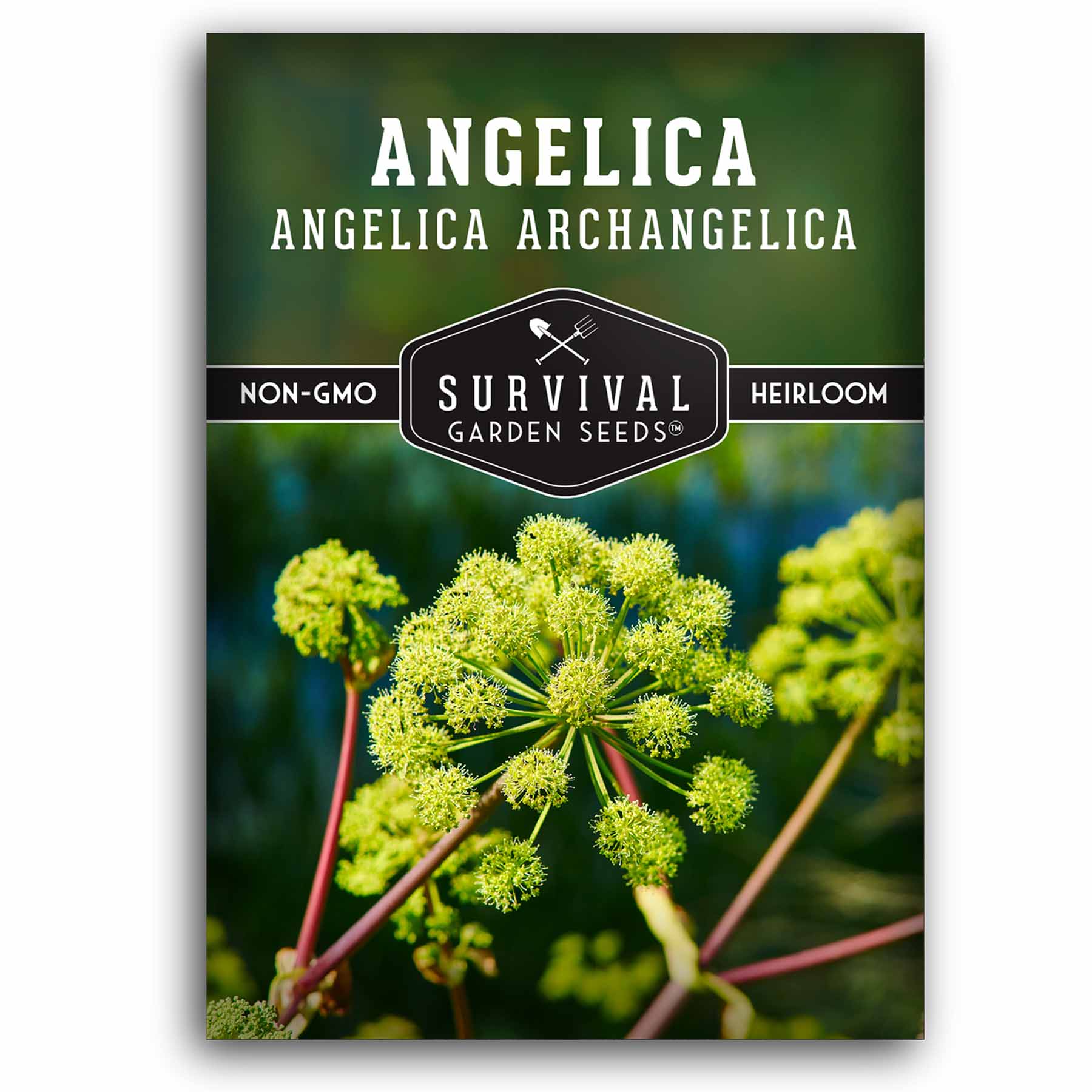 Angelica Seeds - Fragrant Medicinal Herb – SurvivalGardenSeeds