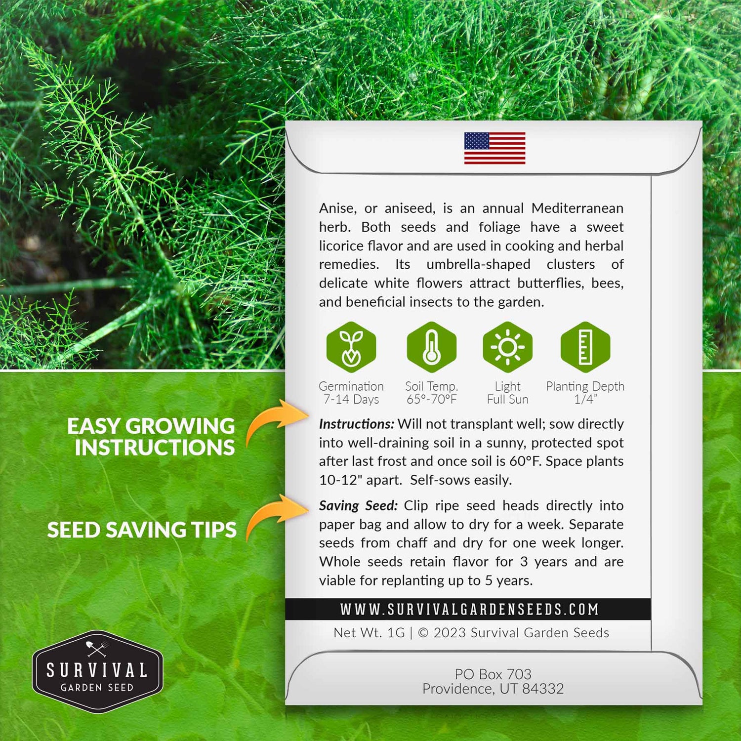 Anise seed growing instructions