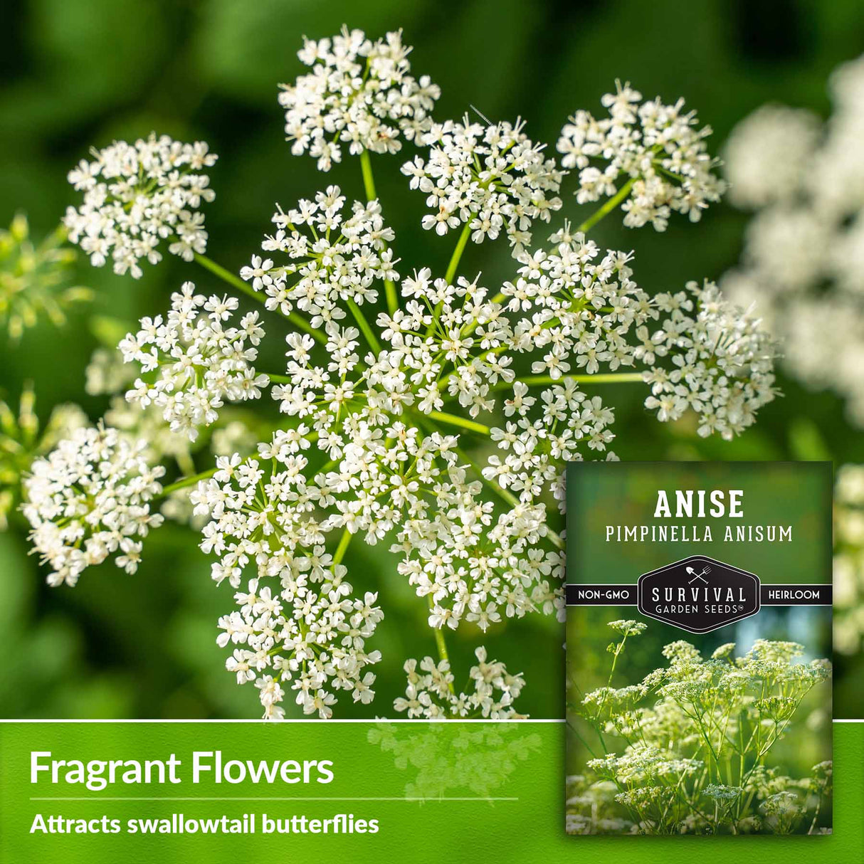 Fragrant flowers - attracts swallowtail butterflies
