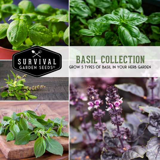 Basil seed collection - grow 5 types of basil in your herb garden