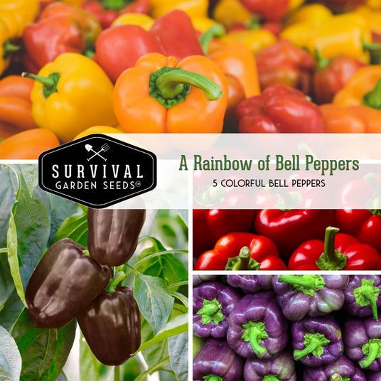 A Rainbow of Bell Peppers - 5 Colorful belll peppers