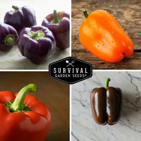 purple, orange, red, and sweet chocolate bell pepper