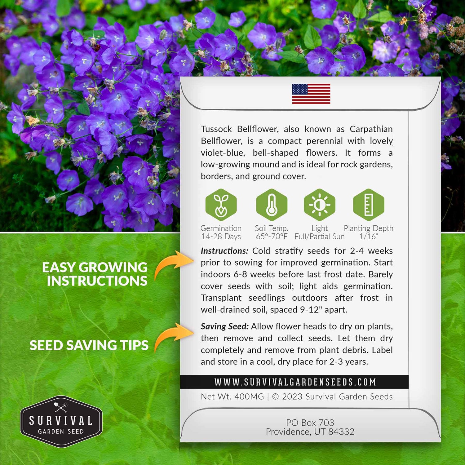 Tussock Bellflower Growing Instructions
