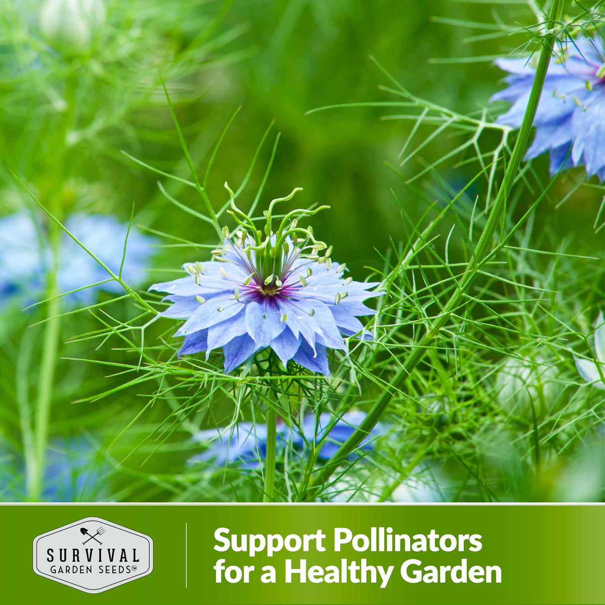 Support pollinators for a healthy garden