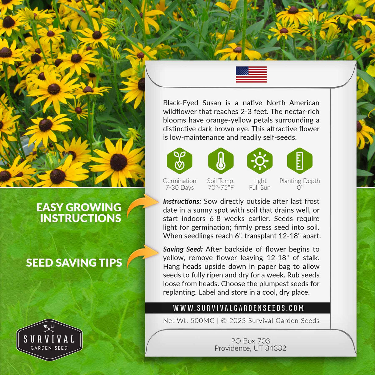 Black-eyed susan growing instructions