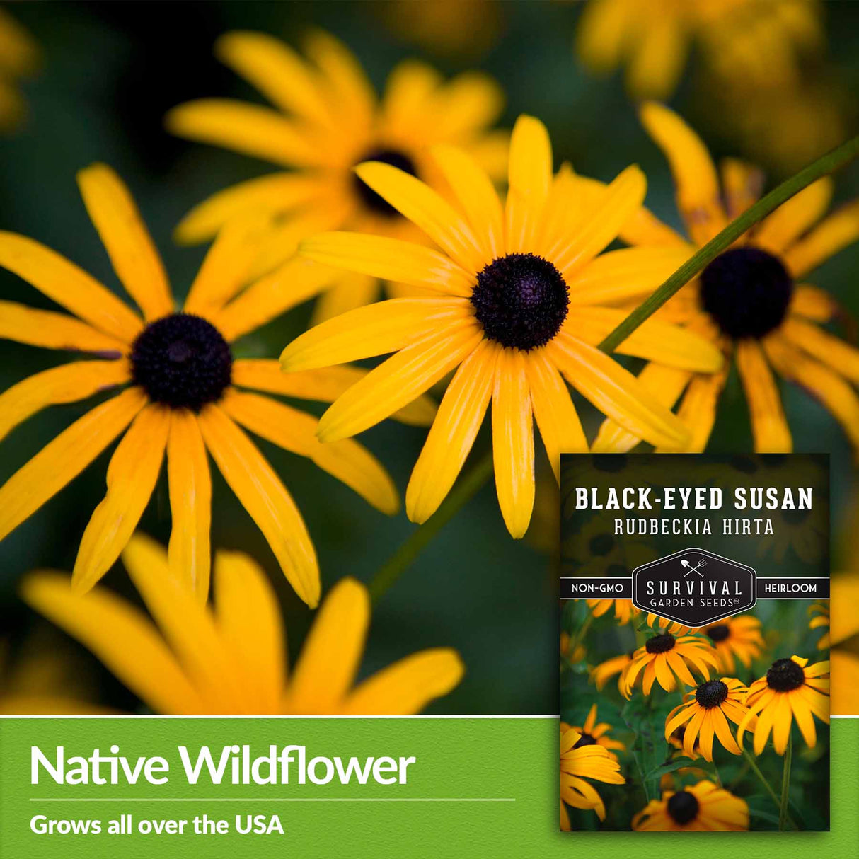 Native wildflower - grows all over the USA