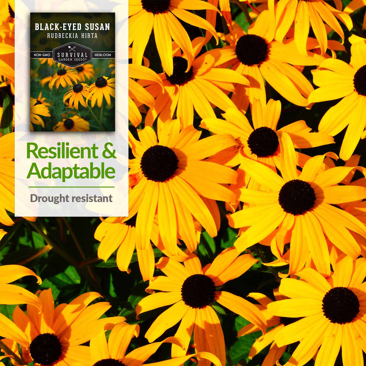 Resilient & Adaptable - drought resistant