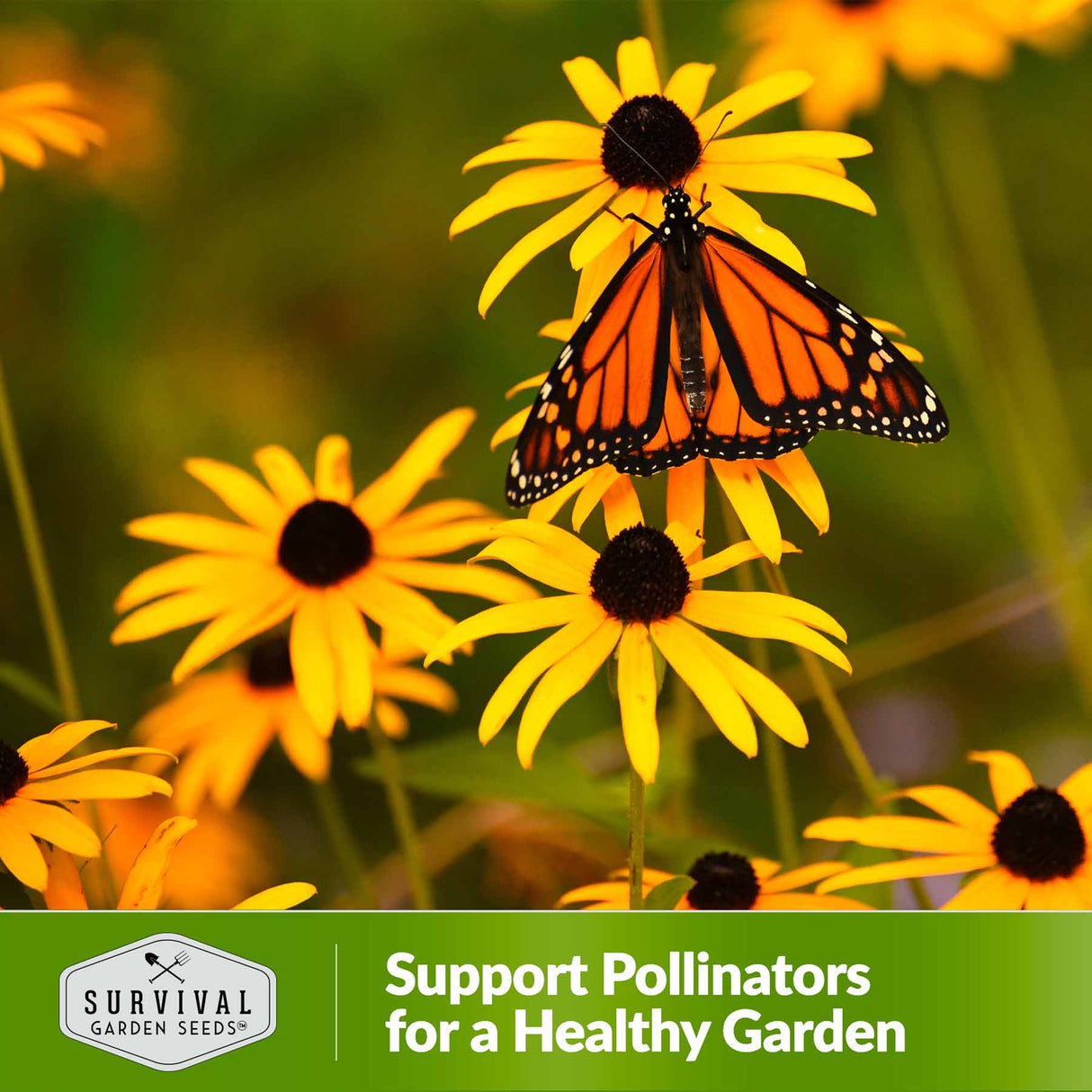 support pollinators for a healthy garden
