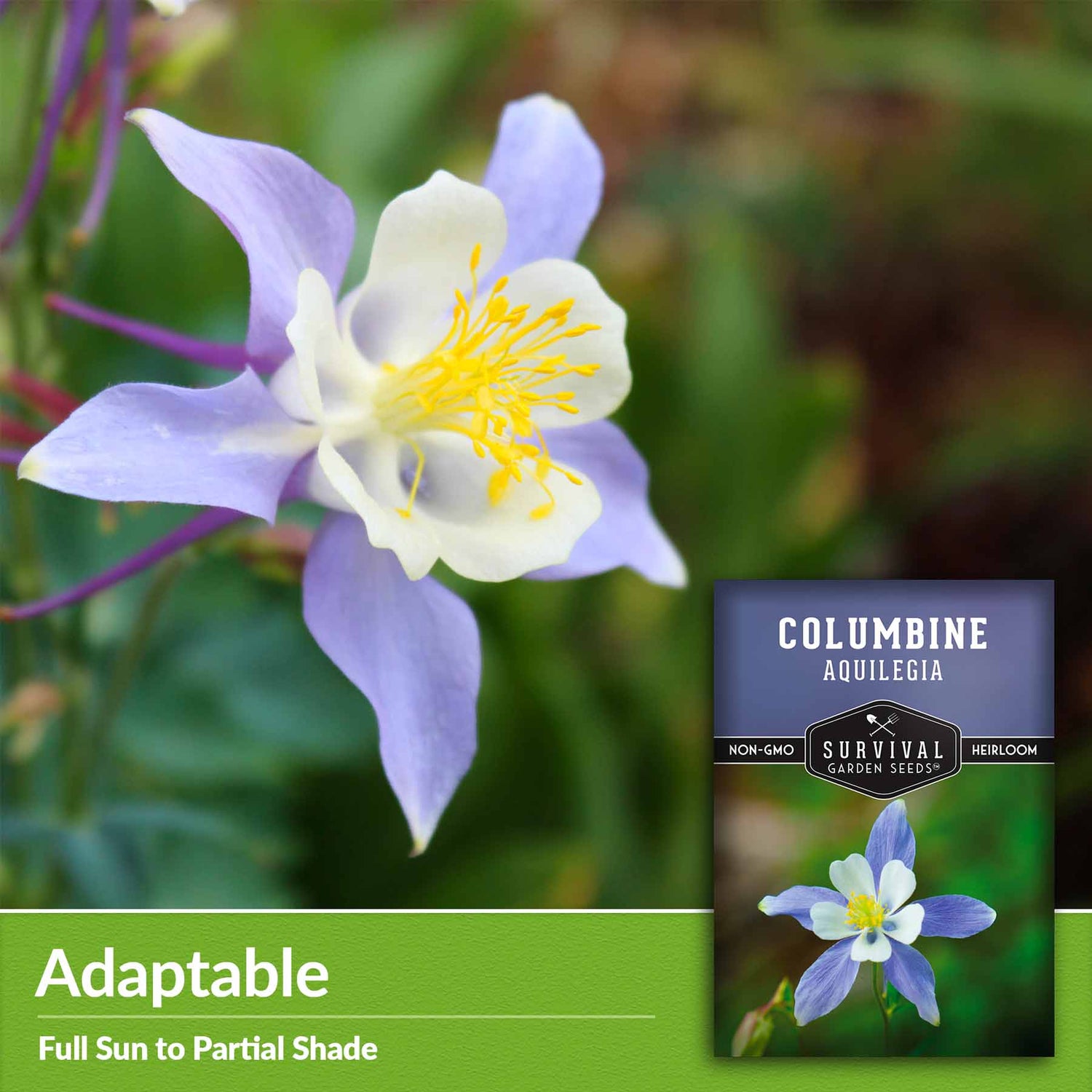 Adaptable - full sun to partial shade