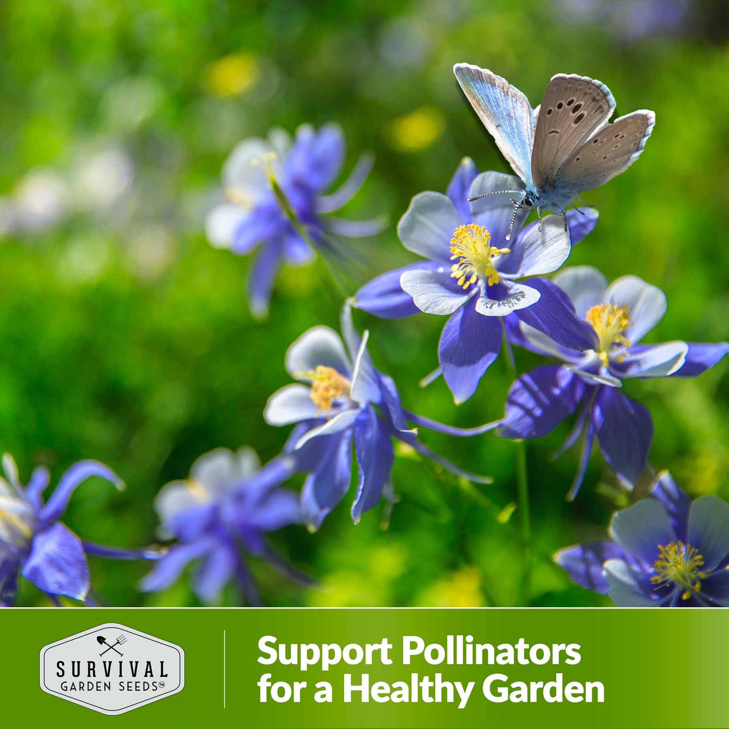 Support pollinators for a healthy garden